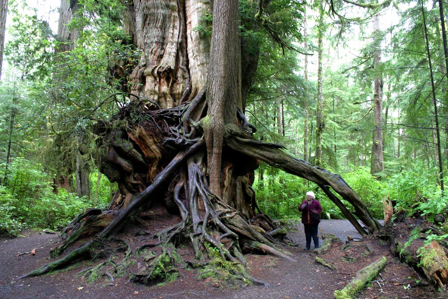 the Big Cedar