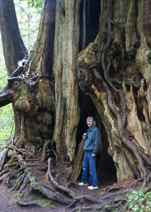 Tiny Jan Beside the Massive Cedar