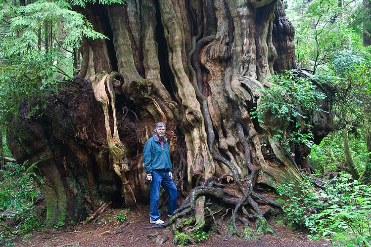 Another View of the Massive Trunk