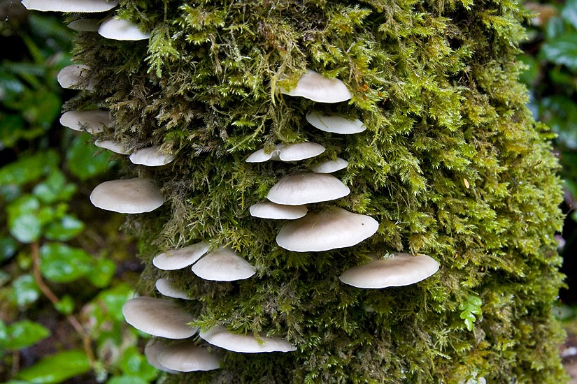 Bracket Fungus on Moss-Covered Tree