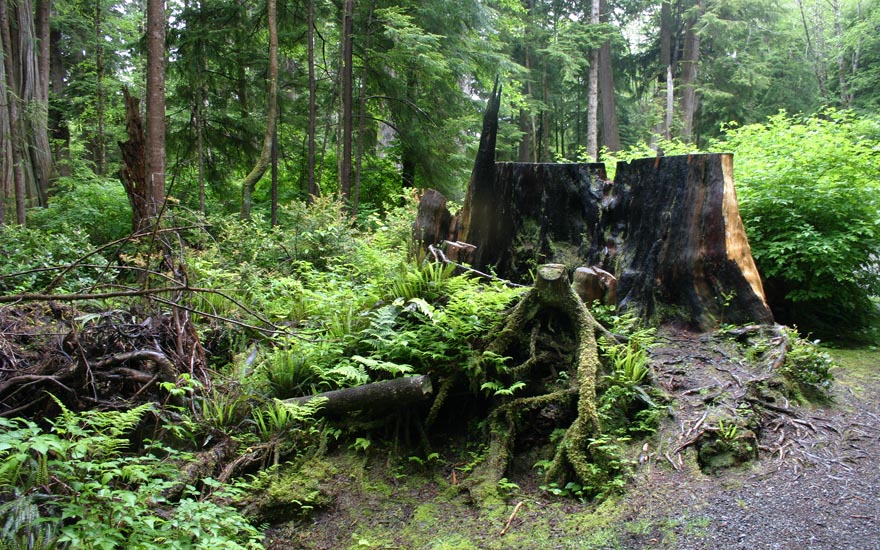 Another Huge Tree Stump