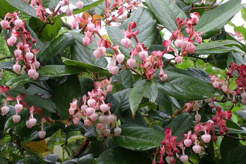 Flowers Along the Path