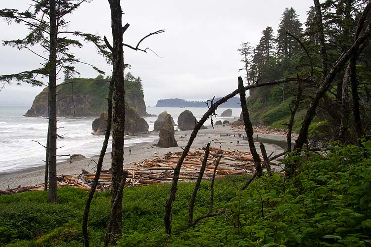 Ruby Beach Olympic Nat Pak