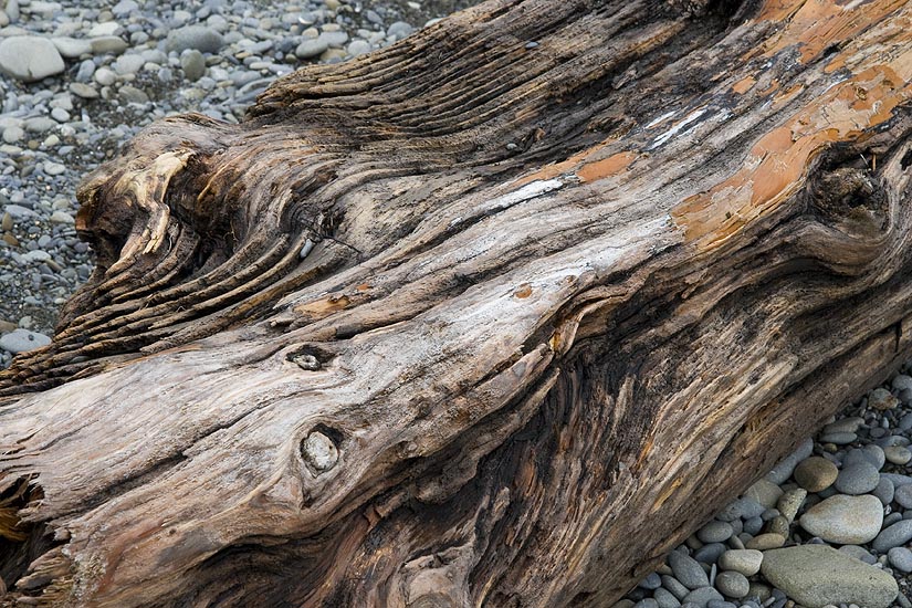 A Closer Look at a Huge Driftwood Log