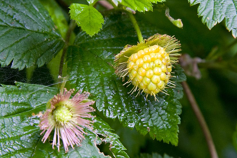 Berries Along the Path