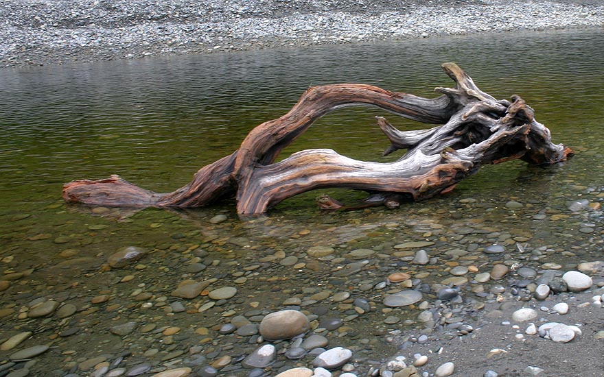 Gnarly Driftwood in the Stream