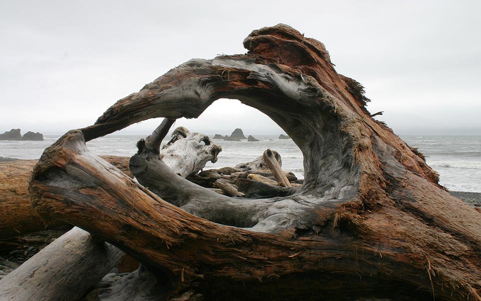 Driftwood 'Window'