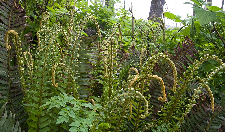 Ferns Along the Path