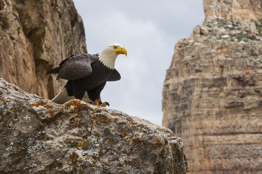 Eagle Watching Overhead