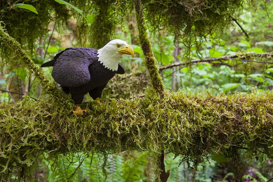 Eagle Watching Overhead