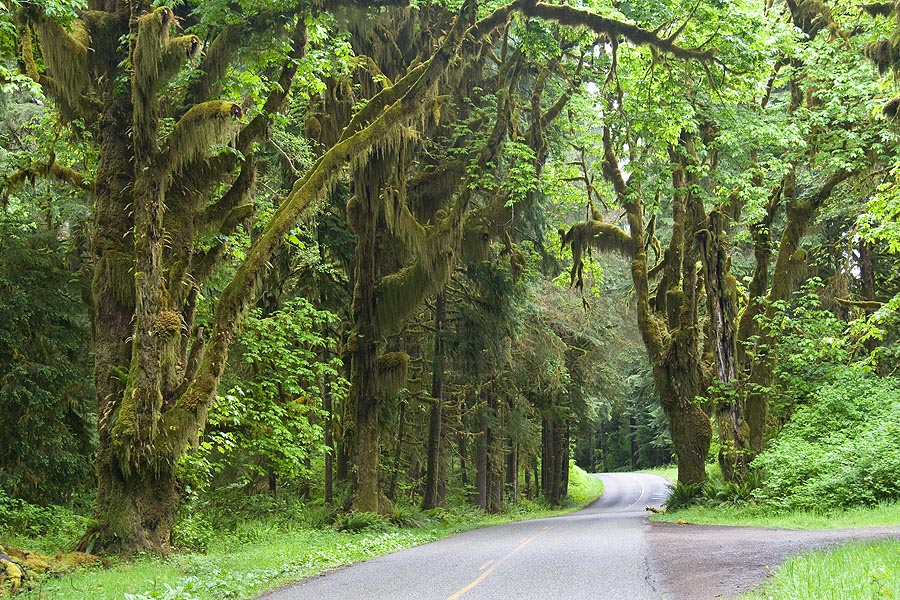 Into the Rain Forest