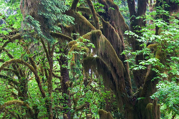 Moss Covered trees