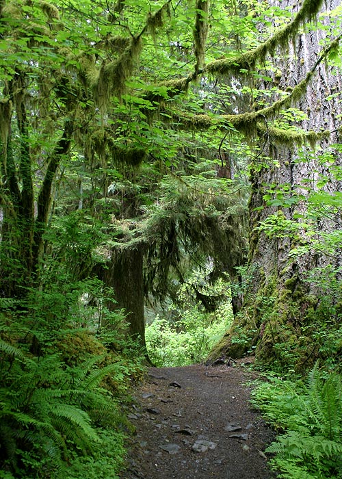 Trail Into the Forest