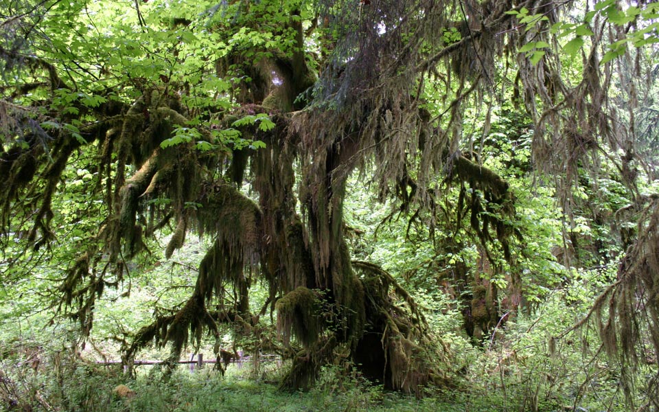 Giant Moss-Draped Tree