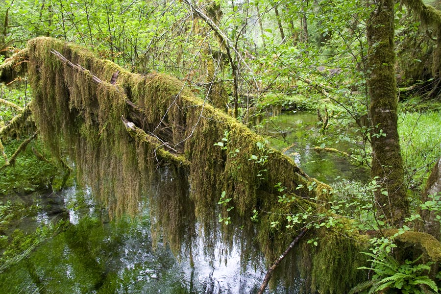 Fallen Over a Stream