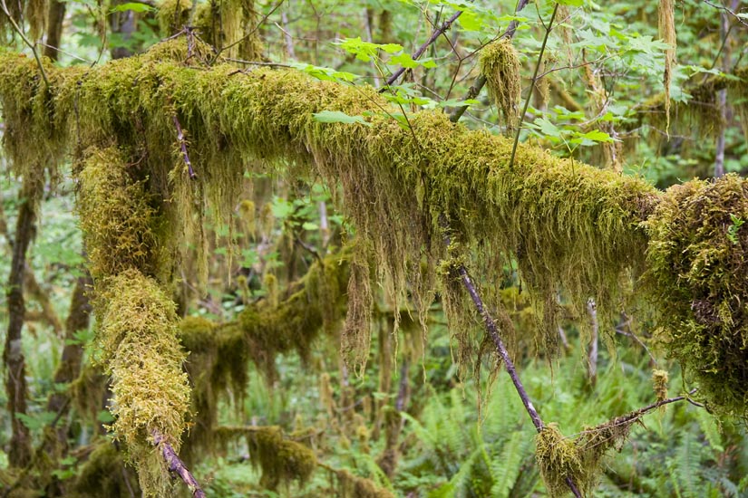 A Closer Look at the Moss