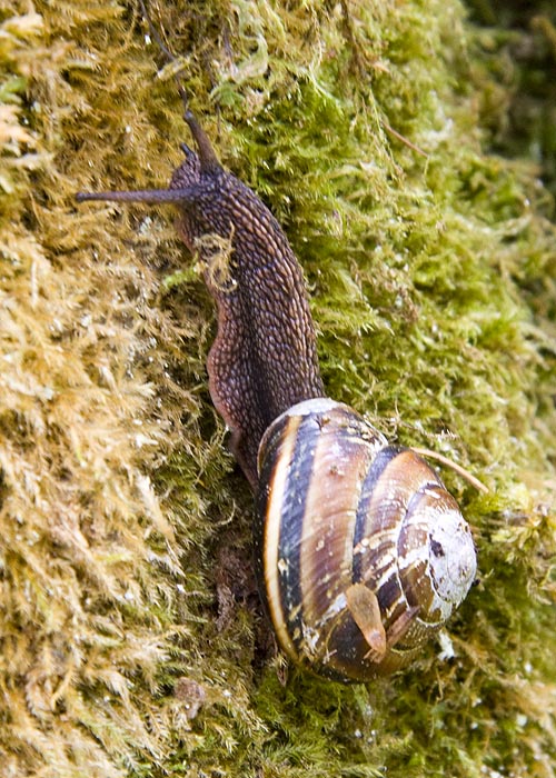 Snail Climbing a Tree