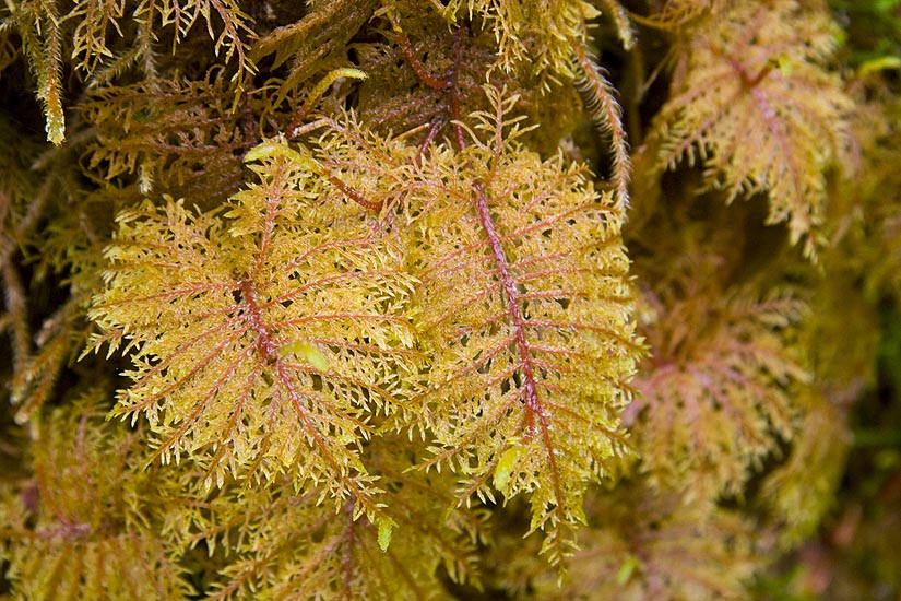 Tiny Ferns