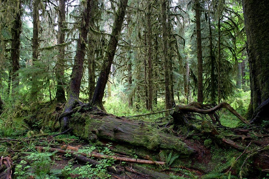 Nurse Log