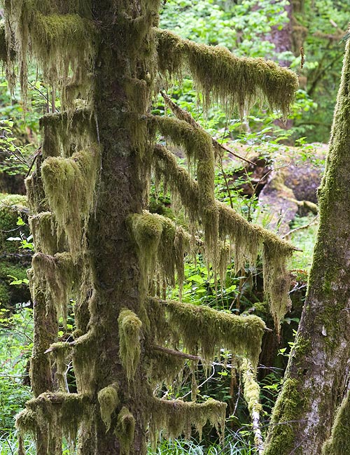 Every Branch is Draped with Moss