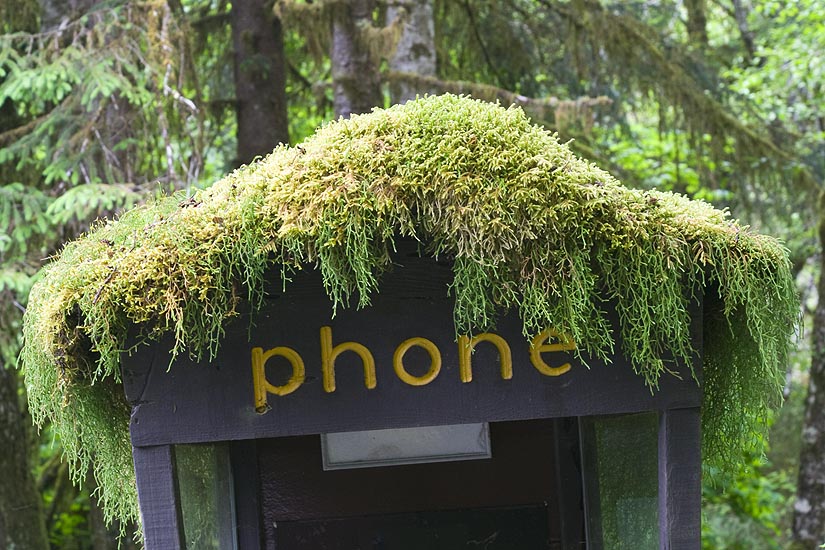 Overgrown Telephone Booth