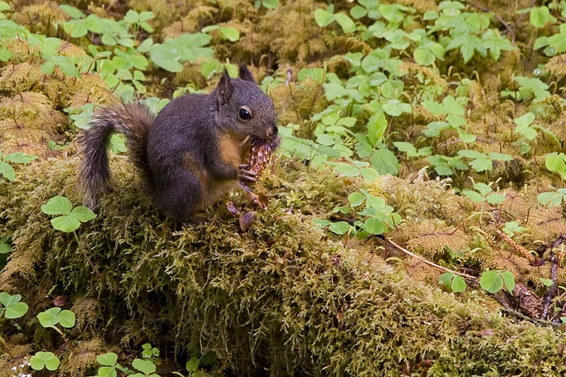 Enjoying the Seeds in the Pinecones