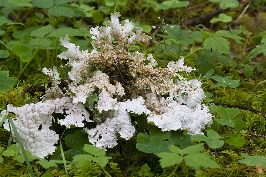 Frilly Fungus