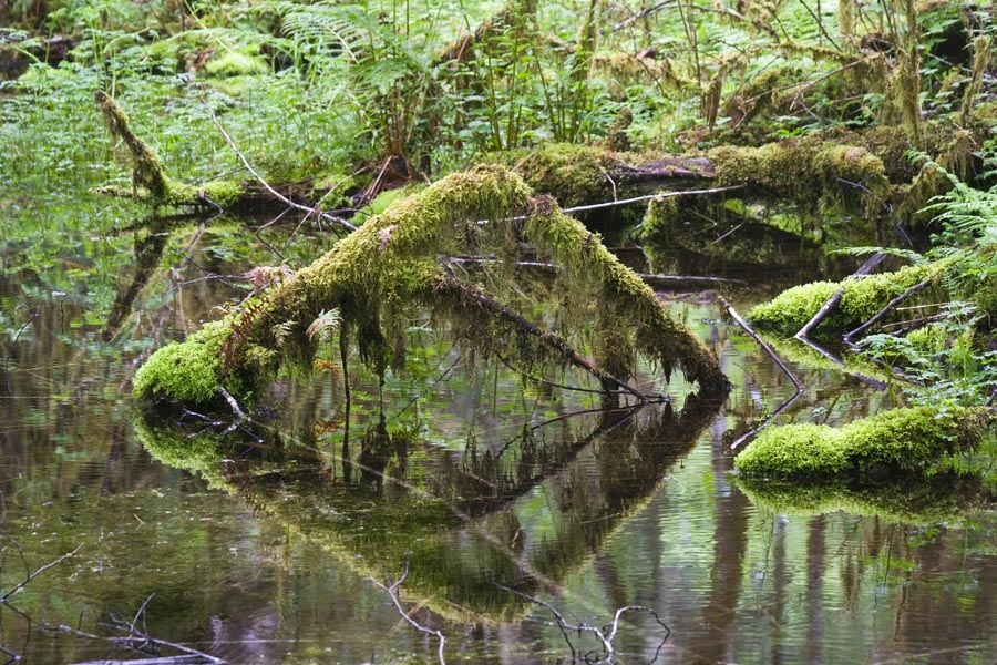 Mossy Reflection