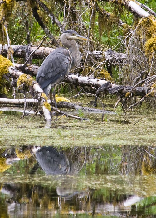 Great Blue Heron