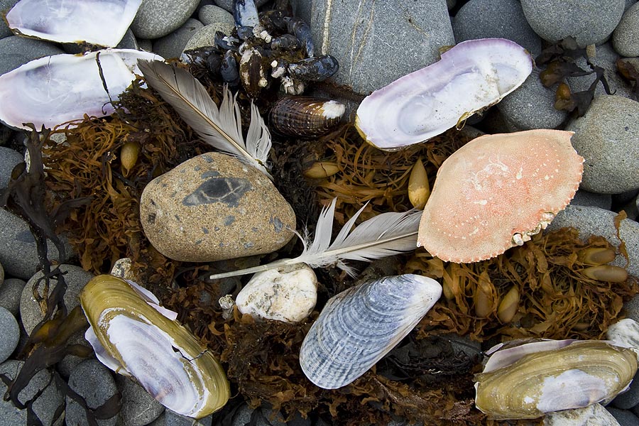 Shells, Feathers, and Stone