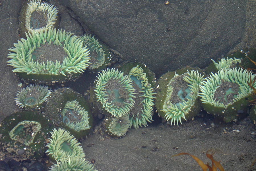 Green Sea Anemones