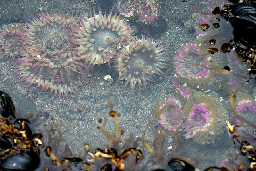 Pink Sea Anemones