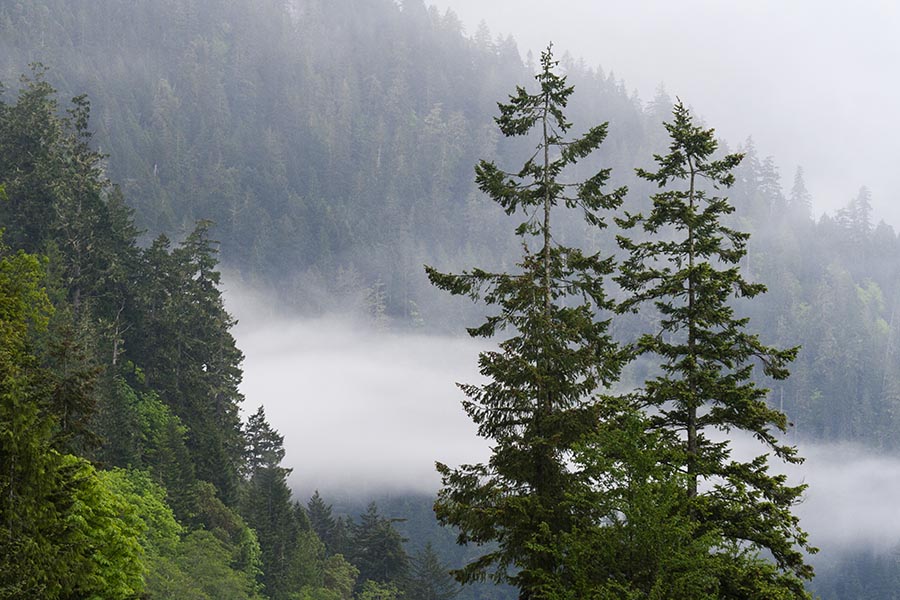 Trees in the Mist