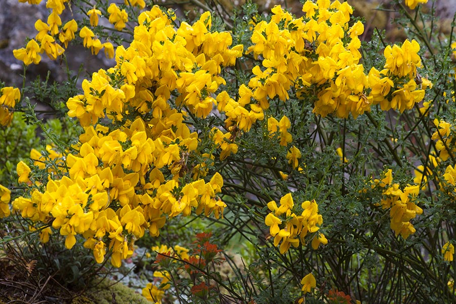 Scotch Broom