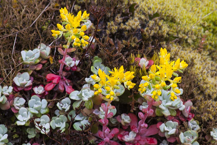 Tiny Wildflowers