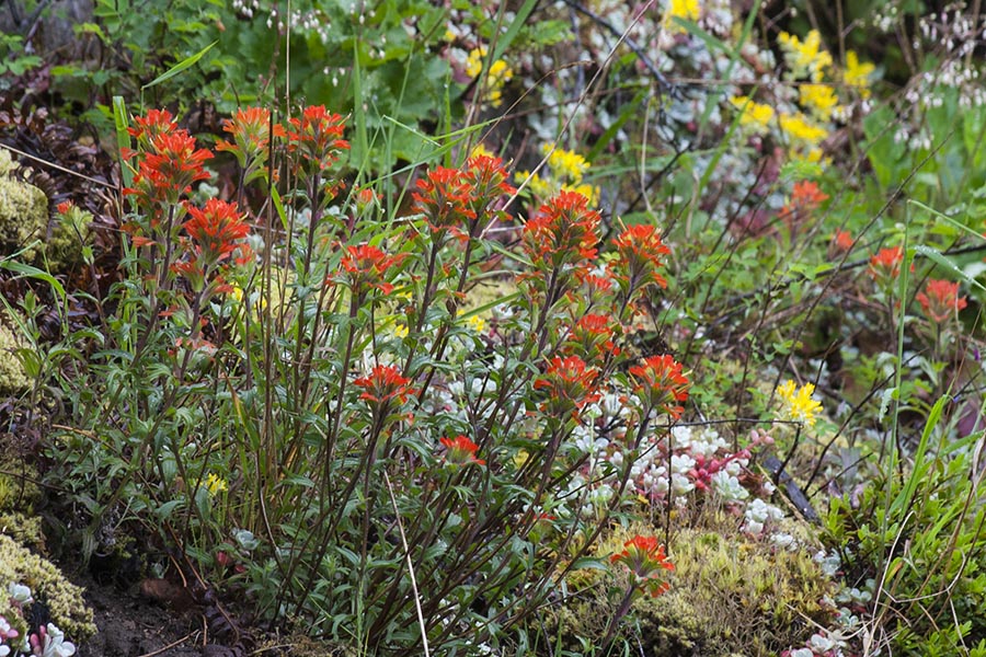 Indian Paintbrush