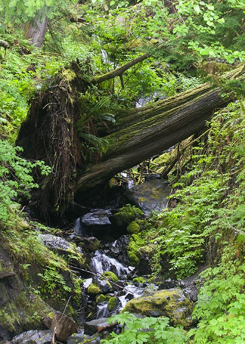 Fallen Tree