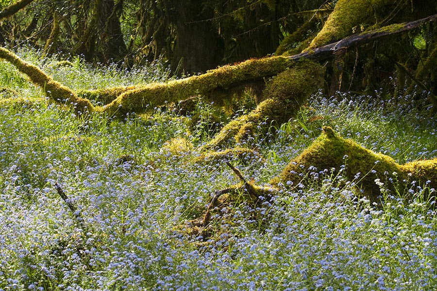 Forget-Me-Nots