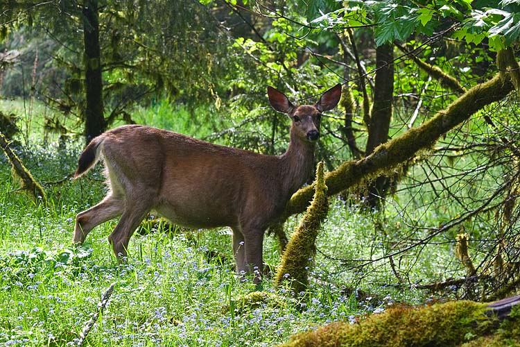 Deer in a Clearing