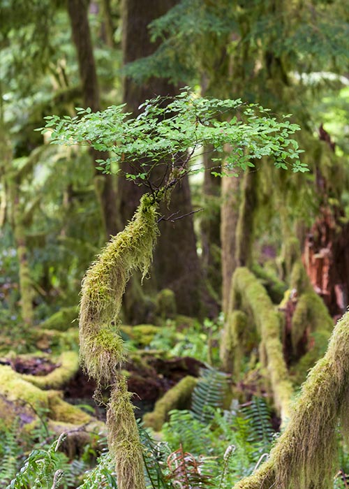 Tiny Tree Growing on a Branch Tip