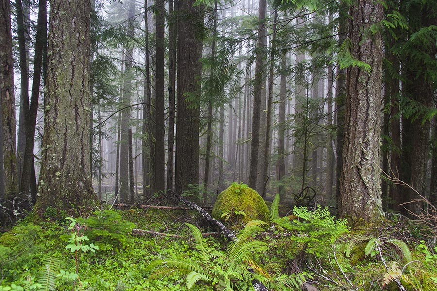 Forest Up Hurricane Ridge