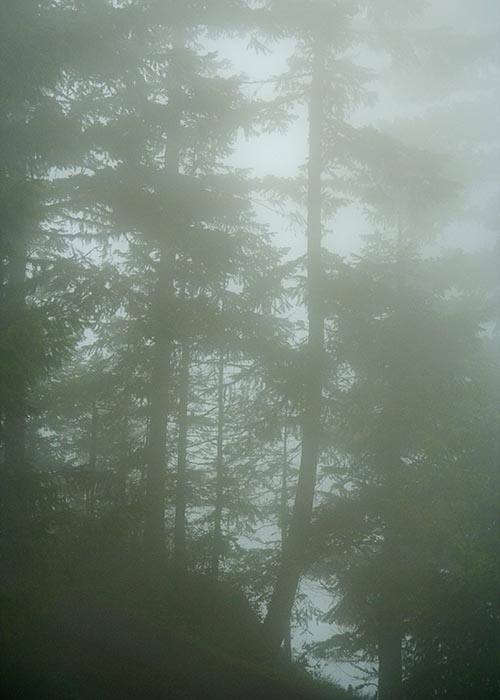 Foggy Forest