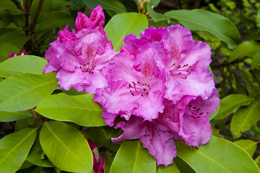 Rhododendron 