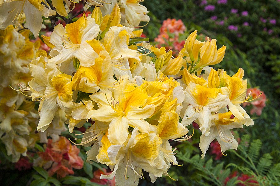 Golden Azaleas