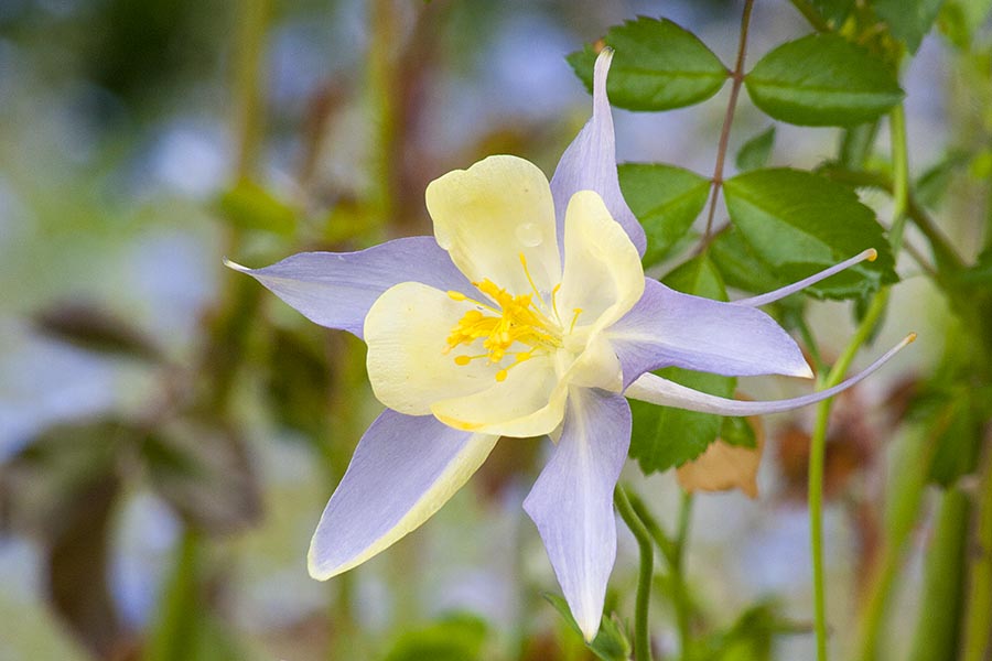 Blue & Yellow Columbine