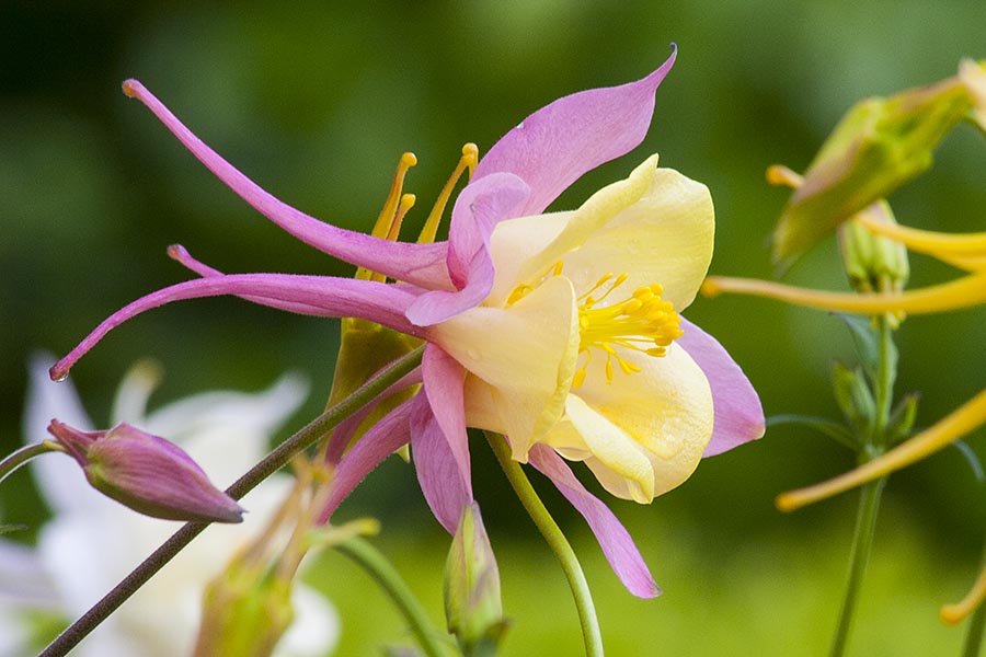 Red & Yellow Columbine