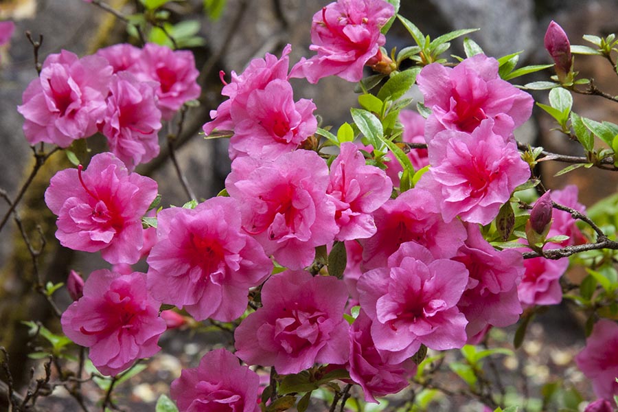 Pink Azaleas