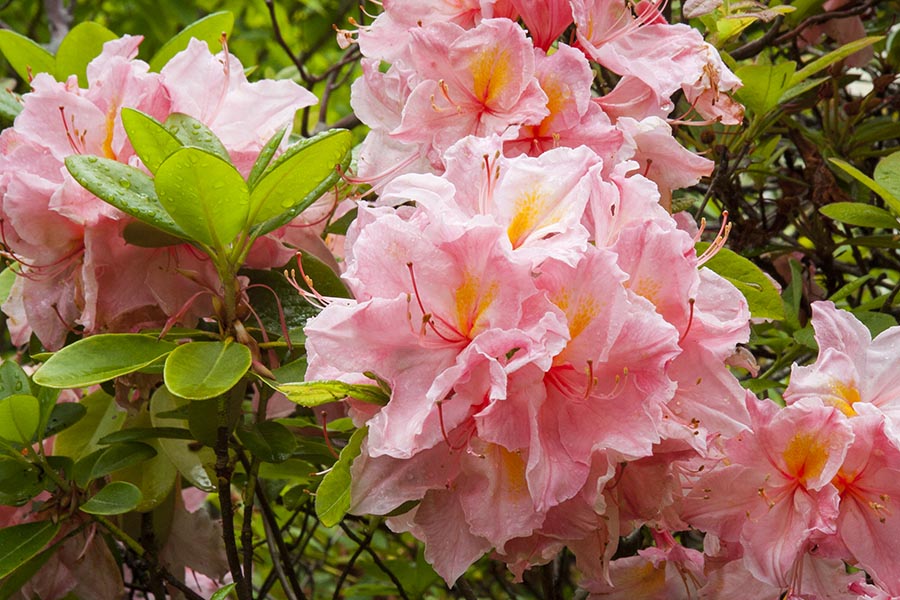 Peach Rhododendrons