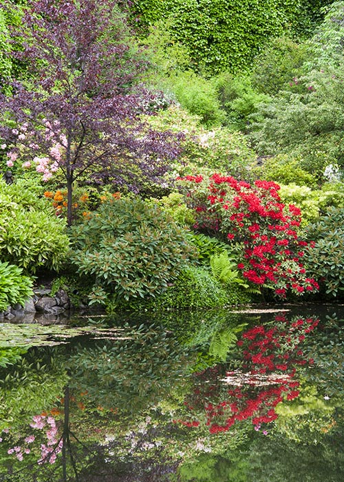 Red Azaleas