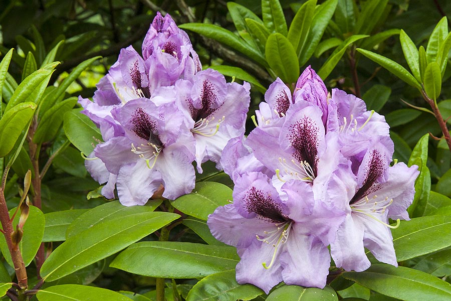 Purple Rhododendrons